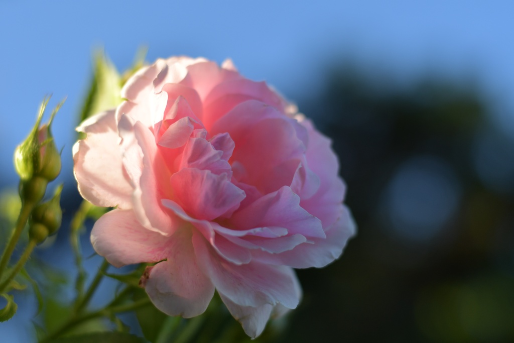 London/Forest Hill/DSC_3186.JPG